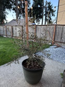 Olive Tree