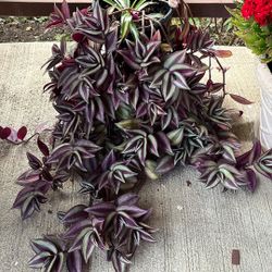 Tradescantia zebrina