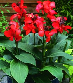 RED CANNAS FALL PLANTING