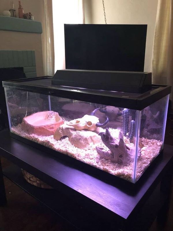 2 snake or reptile terrariums / tanks & accessories 10 & 20 gallon
