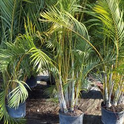 Areca Palm - 7gl