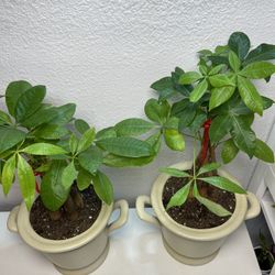 Lucky Money Tree Plants With Vase(19”tall $25 each)