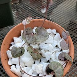 String Of Hearts Plant