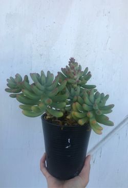 Jelly bean succulents