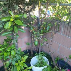 Planta De Limon