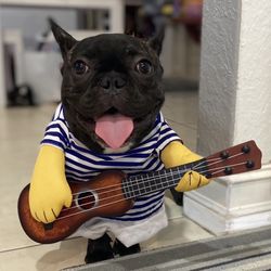 Dog Guitar Funny Costume