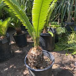 sago cycad different species