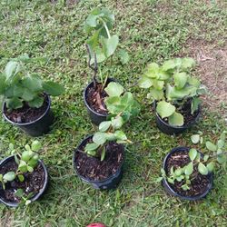 oregano and jade Or Suculent plants $8 each one