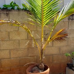 Dwarf Coconut Tree