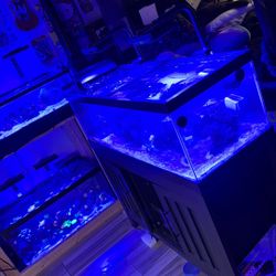 60 Gallon Reef Tank 
