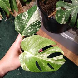 Cheap Monstera Albo Cuttings 