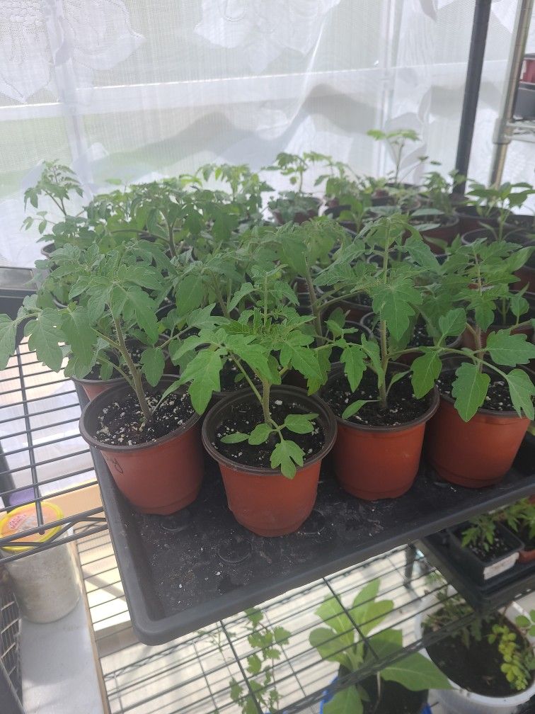 Organic Tomatoes and Peppers Plants