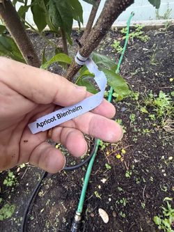 A hybrid tree with 3 different fruits $300