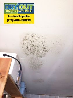 Got mold