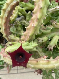 Red Dragon Plant