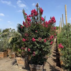 Crepe Myrtle Multi Trunk