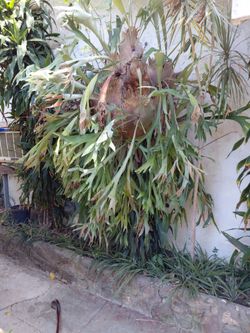 Staghorn fern