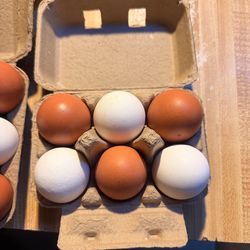 6 LARGE free range