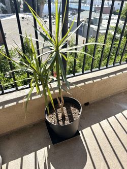 Dracaena plant 