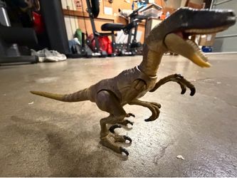 Hammond collection velociraptor