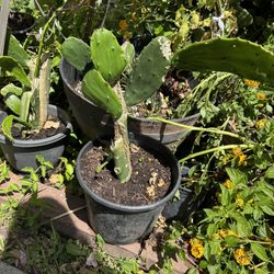 Cactus Plant/ Nopal
