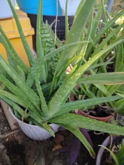 Aloe Vera $15