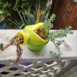 Garden Decoration Whis Plant Succulent In Cute Pot 