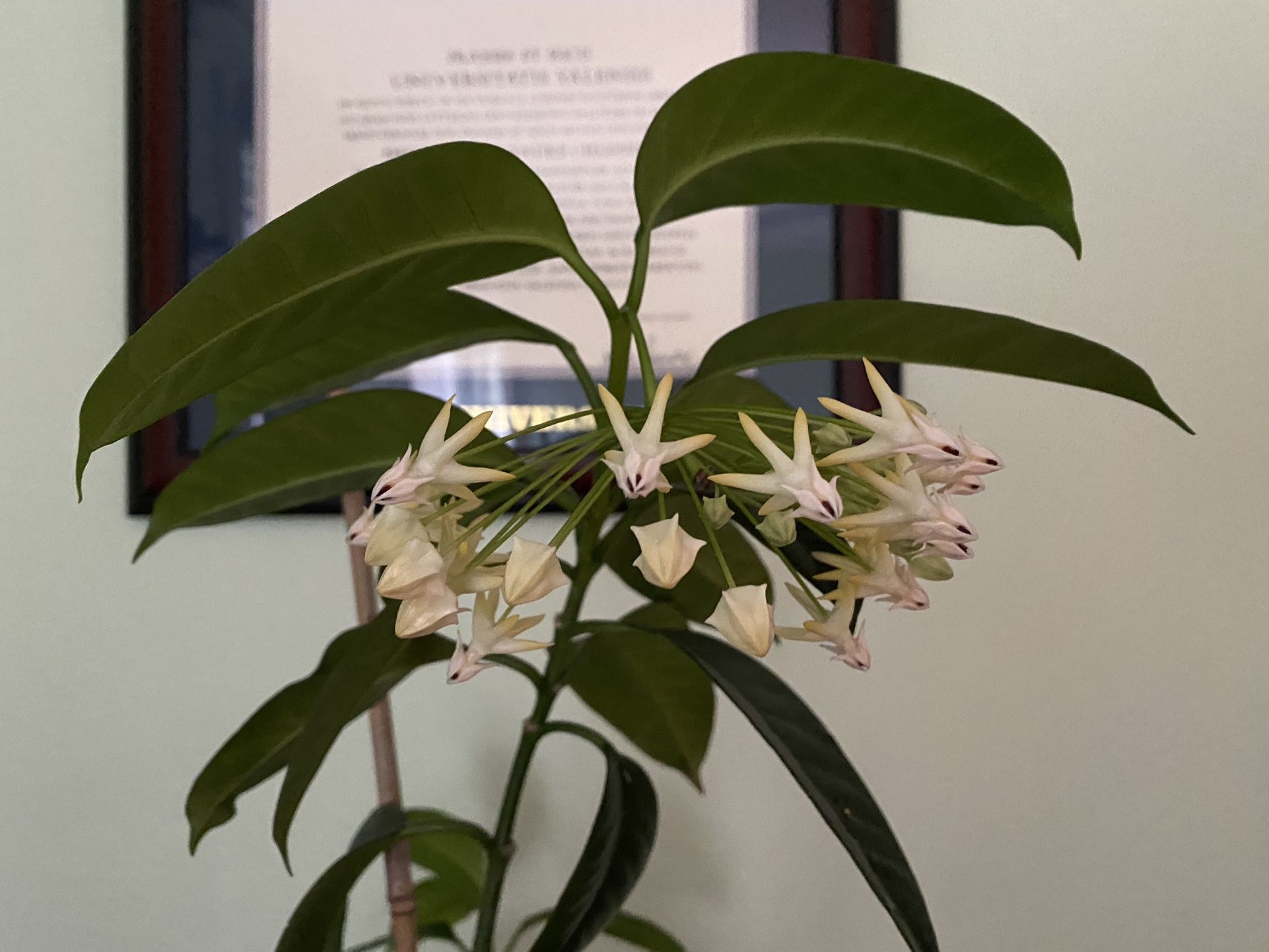 Large Hoya Multiflora Plant