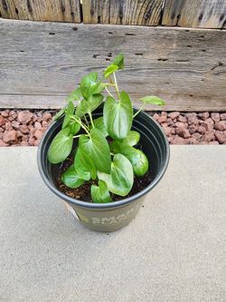 Betel 'Paan' Plant  🪴 🍃 