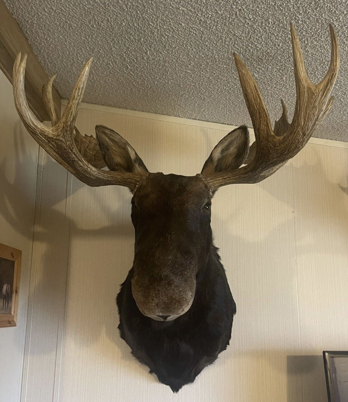 Moose Head Wall Mount