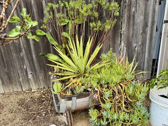 Plants Succulents & Wine Planter