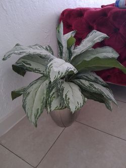 Planta artificial
