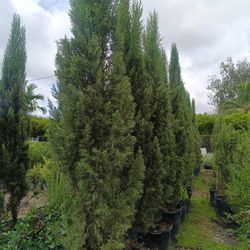 Beautiful Italian Cypress Trees 25gl $250🏡🏡