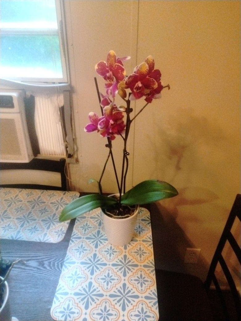 Orchid Flower Plant