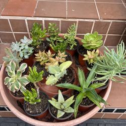 Succulents Plants