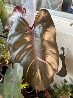 Philodendron Dark Lord Live Plant