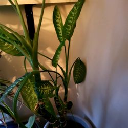 55 inch Tall Double Dieffenbachia Plant