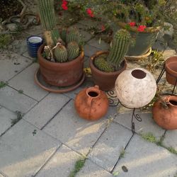Set Of Castus 