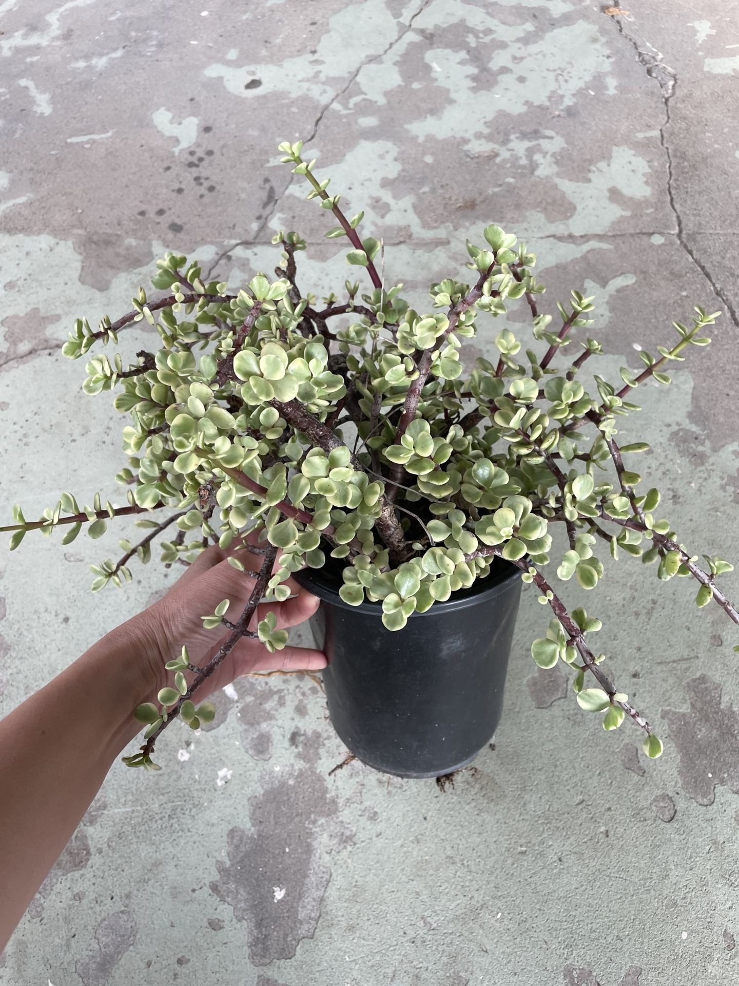 6in Pot Variegated Elephant Bush Succulent