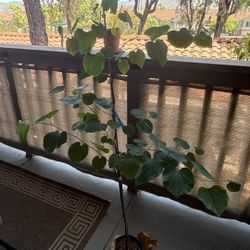 Redbud tree (Forest Pansy) 