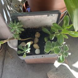 Succulents With Aluminum Pot 