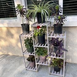Beautiful Plants Each