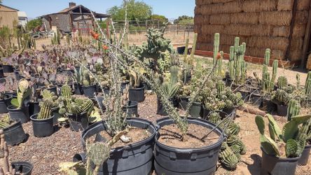 Ocotillo Plants