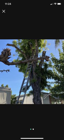 Need Your Tree Cut Let Me Know Hablo Español