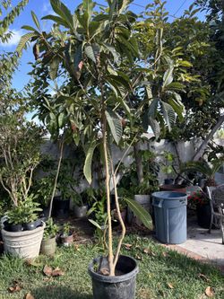 Loquat Tree