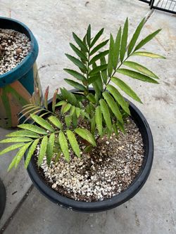 Encephalartos natalensis x woodii