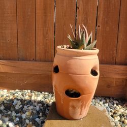 strawberries plant pot