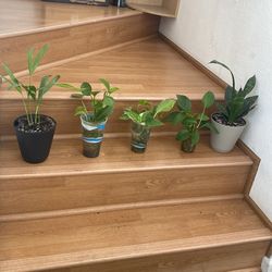 Pothos plant snake plant and other plant
