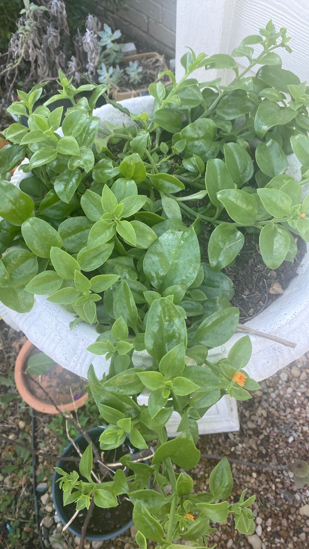 Large Ice Flowers Yellow 