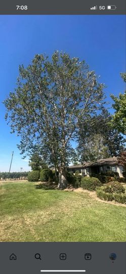 Tree 🌳 stum